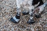 Mikki - Dog Boot - Size 1 For Discount