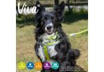 Ancol - Viva Nylon Padded Harness - Lime - Medium (41-53cm) Online Hot Sale