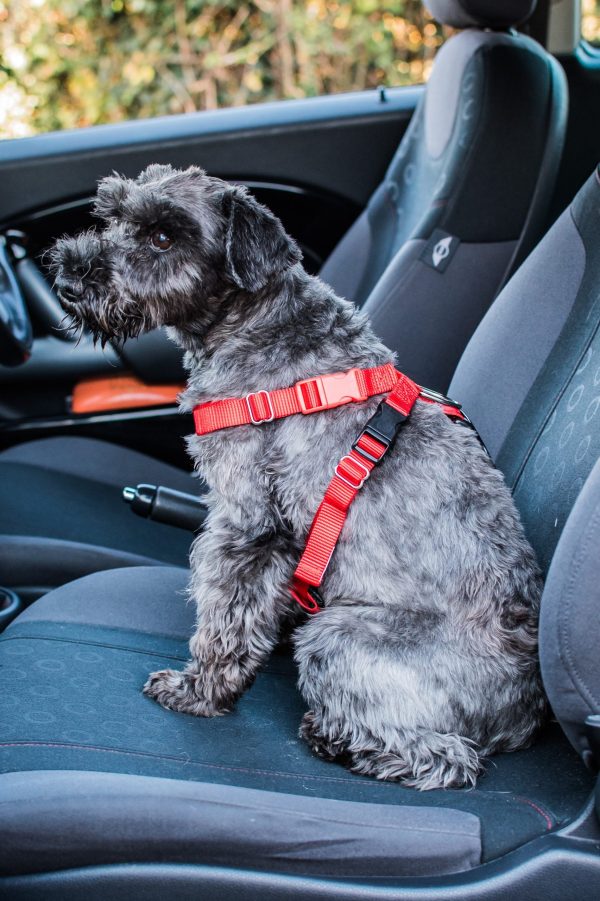 Mikki - Car Harness - Small Supply