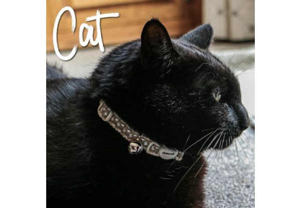 Ancol - Reflective Gloss Cat Collar - Red Heart Online Sale