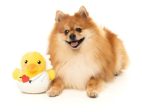 FuzzYard Cupid Duck - Dog Toy Online Hot Sale