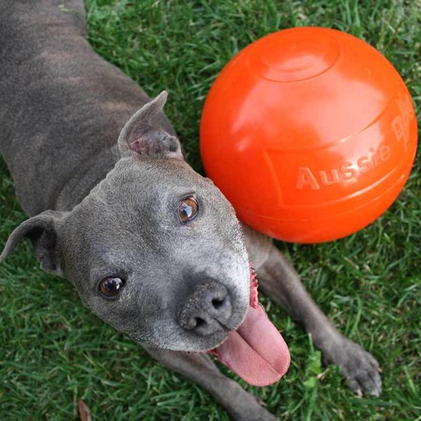 Aussie Dog Staffie Ball Hot on Sale