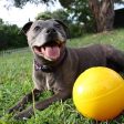 Aussie Dog Tucker Ball Medium For Sale