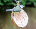 Suet to Go - Half Coco Feeder - Mealworm Recipe For Sale