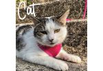 Ancol - Soft Cat Harness - Pink - Small For Cheap