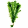 Elodea Plant Cheap