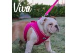 Ancol - Viva Nylon Padded Snap Lead - Pink - 100cm x 19mm (Max 50kg) Online now