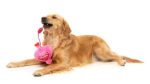 FuzzYard Tail Chaser Perfume - Dog Toy Online Sale