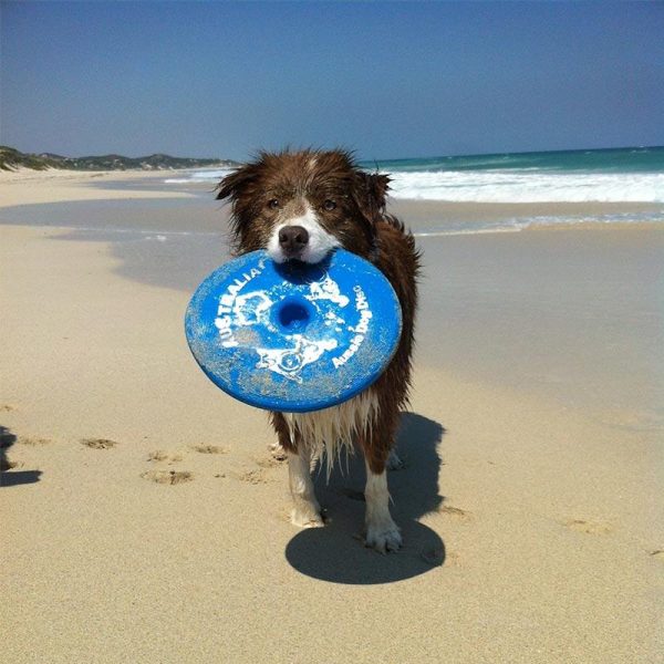 Aussie Dog Disc Blue Cheap