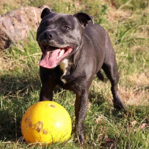 Aussie Dog Tucker Ball Large Online now