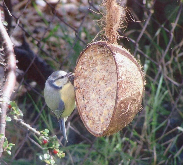 Suet to Go - Half Coco Feeder - Mealworm Recipe For Sale